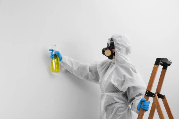 Best Black Mold Removal  in Wailuku, HI