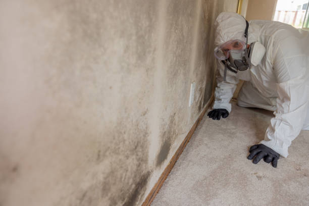 Why You Should Choose Our Mold Remediation Services in Wailuku, HI