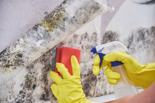 Trusted Wailuku, HI Mold Inspection Experts